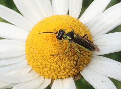 Common Green-Tenthredo
