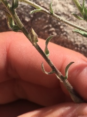 Heterotheca cinerascens