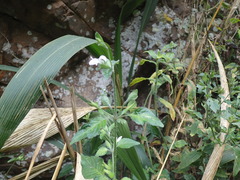Hypoestes triflora