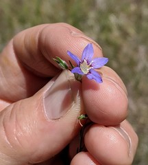 Eriastrum sapphirinum