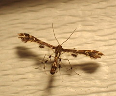 Geina periscelidactylus