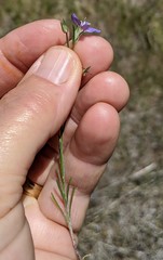 Eriastrum sapphirinum