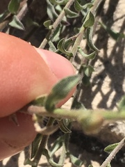 Heterotheca cinerascens