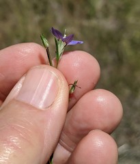 Eriastrum sapphirinum