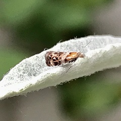 Tebenna gnaphaliella