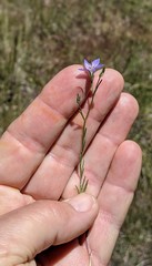 Eriastrum sapphirinum