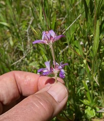 Collinsia concolor