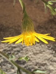 Heterotheca cinerascens