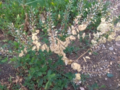 Lepidium perfoliatum