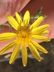 Heterotheca cinerascens