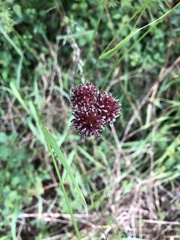 Allium