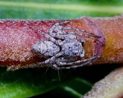 Hamataliwa grisea