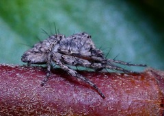 Hamataliwa grisea