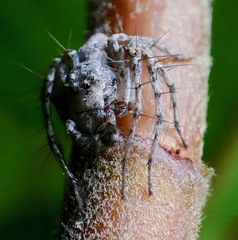 Hamataliwa grisea