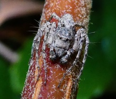 Hamataliwa grisea