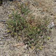 Astragalus douglasii parishii
