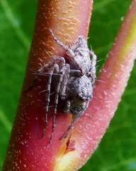 Hamataliwa grisea