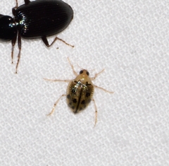 Peltodytes litoralis