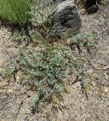 Astragalus douglasii parishii