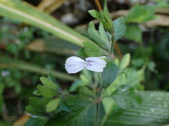 Hypoestes triflora