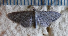 Eupithecia misturata