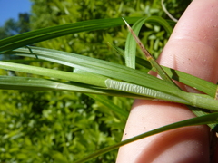 Carex annectens
