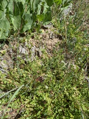 Horkelia clevelandii