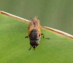 Diptera