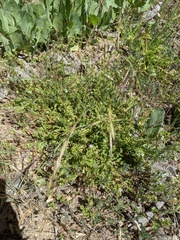 Horkelia clevelandii