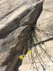 Heterotheca cinerascens