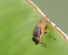 Diptera