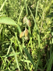 Crotalaria sessiliflora