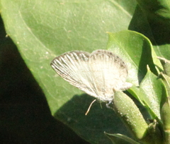 Spalgis lemolea lemolea