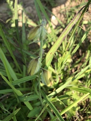 Crotalaria sessiliflora