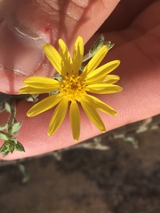 Heterotheca cinerascens