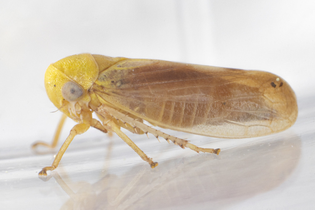 Oncopsis citrella