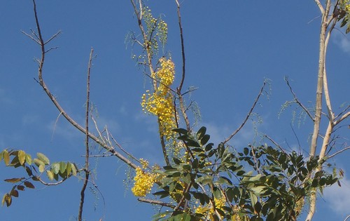 Cassia fistula - Flowers
