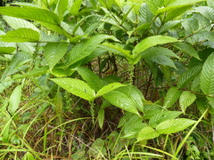 Bertiera spicata