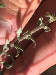 Heterotheca cinerascens