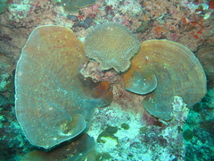 Phyllospongiinae