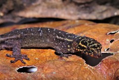 Lepidoblepharis heyerorum