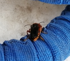 Cantharis annularis