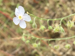 Hackelia diffusa arida