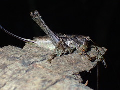 Arytropteridini