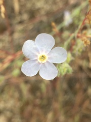 Hackelia diffusa arida