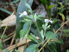 Hypoestes triflora