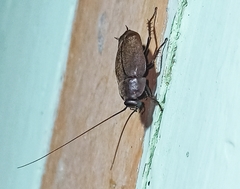 Diploptera