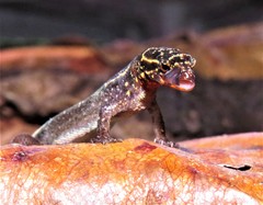 Lepidoblepharis heyerorum