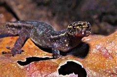 Lepidoblepharis heyerorum