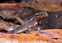 Lepidoblepharis heyerorum